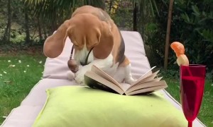 Beagle Settles in With a Good Book