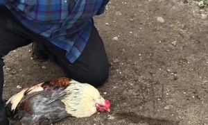 Rooster Hypnotized by Line