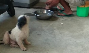 Doggy Grooves Along With Sound of Sharpening Stone