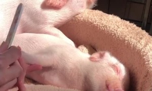 Piggy Relaxes for Pedicure