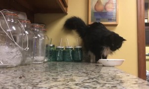 Bootsie the Cat Pushes Bowl off Bench