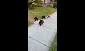 Cat Pack Unfriendly Towards Pooch