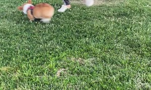 Corgi Pup Doesn’t Want To Go Home Yet