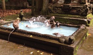 Monkeys Enjoy a Swim in Scenic Pool