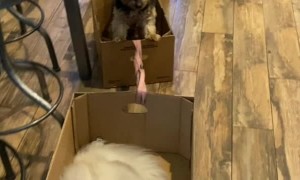 Doggy Pulls Quarantine Train