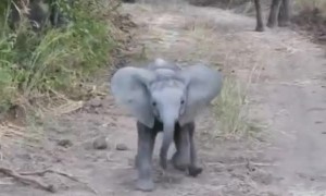 Fearless elephant calf adorably charges safari truck