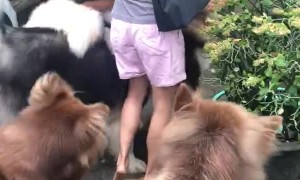 Surrounded by Large Malamutes