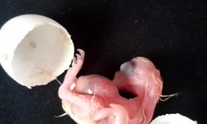 Baby Cockatiel Hatching
