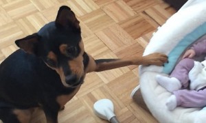 Dog amazingly (and gently) rocks the baby's cradle