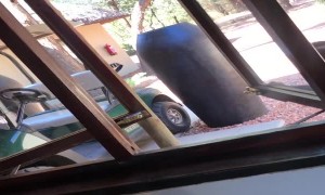 Monkey Watches TV Through the Window