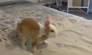 Energetic Bunny Has Bedtime Zoomies