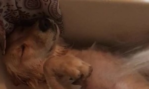 Doggy Makes the Most of Massage Shower Head