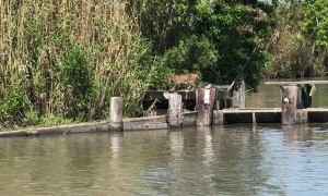 Bobcat Makes Insanely Long Jump Look Easy