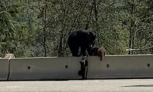 Bear Cub Learning How to Climb Barrier