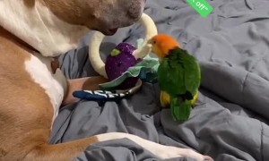 Pit Bull and Parrot Argue Over Toy