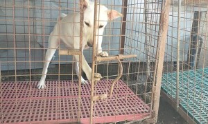 Dog Is an Excellent Escape Artist