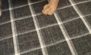 MLB season might be delayed but I’m still practicing my moves. Think I gotta shot?