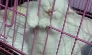 Kitten Falls Asleep Standing Against Kennel