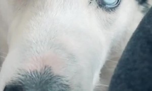 Talking to Dogs About Quarantine