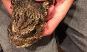 Eastern Whip-Poor-Will Flies into House During Dinner