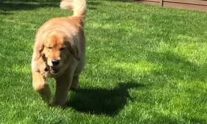 Golden Retriever Finds a Great Way to Cool Off
