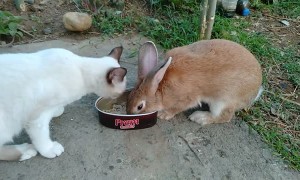 Cat and Rabbit Share During Lunchtime