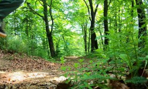 Airwalk Through the Forest