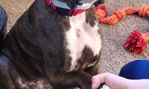 Happy Dog Gives Handshake with a Smile