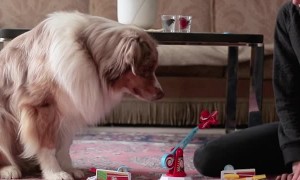 Dog and Owner Play Adorable Game of Looping Louie