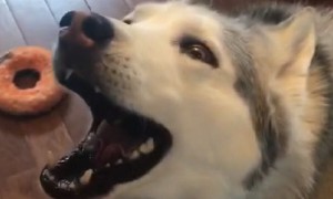Stubborn husky loudly protests treat for no reason at all