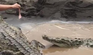 Feeding a Pair of Hungry Crocodiles