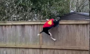 Super Dog Defends House Against Troublesome Squirrel