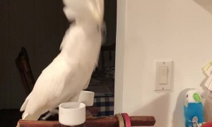 Cockatoo Sings Along with Children's Toy