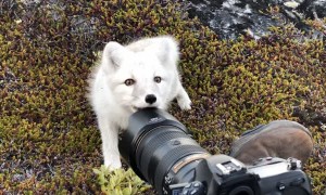 Encountering a Young Wild White Arctic Fox in Greenland