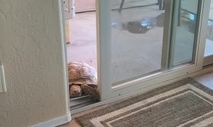 Tortoise Sneaks in Through Sliding Door