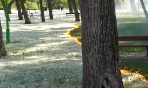 Mesmerizing Poplar Fluff Fire Sweeps Through Park