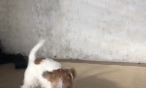 Doggo Gives Toy some Vicious Whiplash