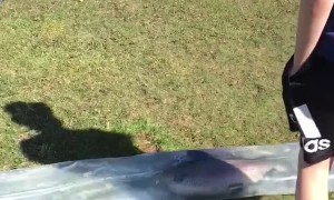 Restocking a Lake with Trout