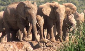 Elephants rush over to save screaming baby stuck in mud hole