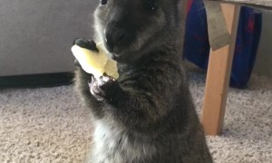 Young Wallaby Munches on A Potato Chip