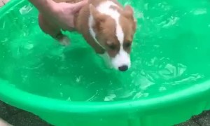 Puppy Learning to Swim in Mini Pool