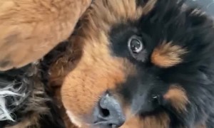 Russian Toy Terrier Bothers Tibetan Mastiff