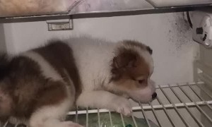 Puppy Wants to Cool Off on Fridge Shelf
