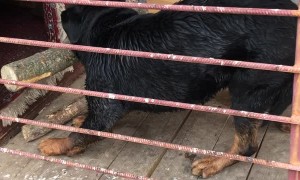 Dog Stopped By its Own Stick