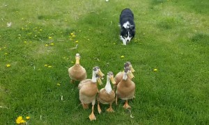 Impressive Border Collie Herds Ducks