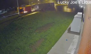 Unlucky Cows Rip out of Wrecking Truck