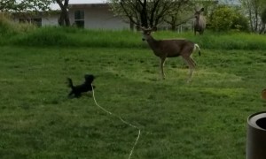 Deer Taunting Puppy