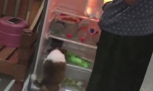 Doggo Just Wants to Chill in the Fridge