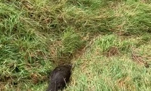 Platypus Escorted Safely To the Water in Waratah