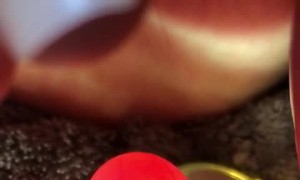 One Week Old Cockatiel Egg Undergoes Incubation